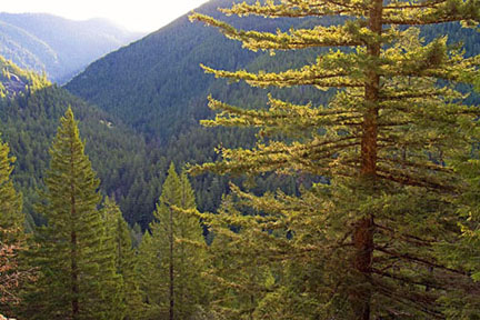 opal creek forest graphic